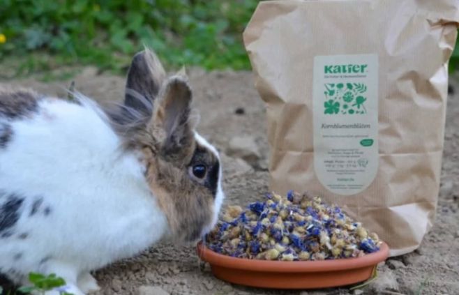 Modrá chrpa – přírodní dobrota pro králíka! 🐰 Chcete králíkovi dopřát něco kvalitního a zdravého? 👉 Sušené květy modré...