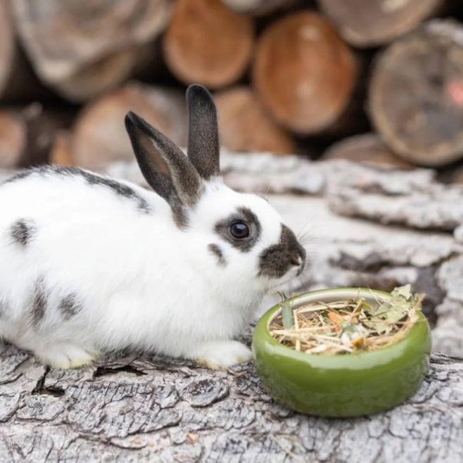 🐰✨ Vašim králíkům nabízíme jen to nejlepší! Přinášíme nové prémiové krmivo pro králíky — 100 % přírodní složení bez obilí,...